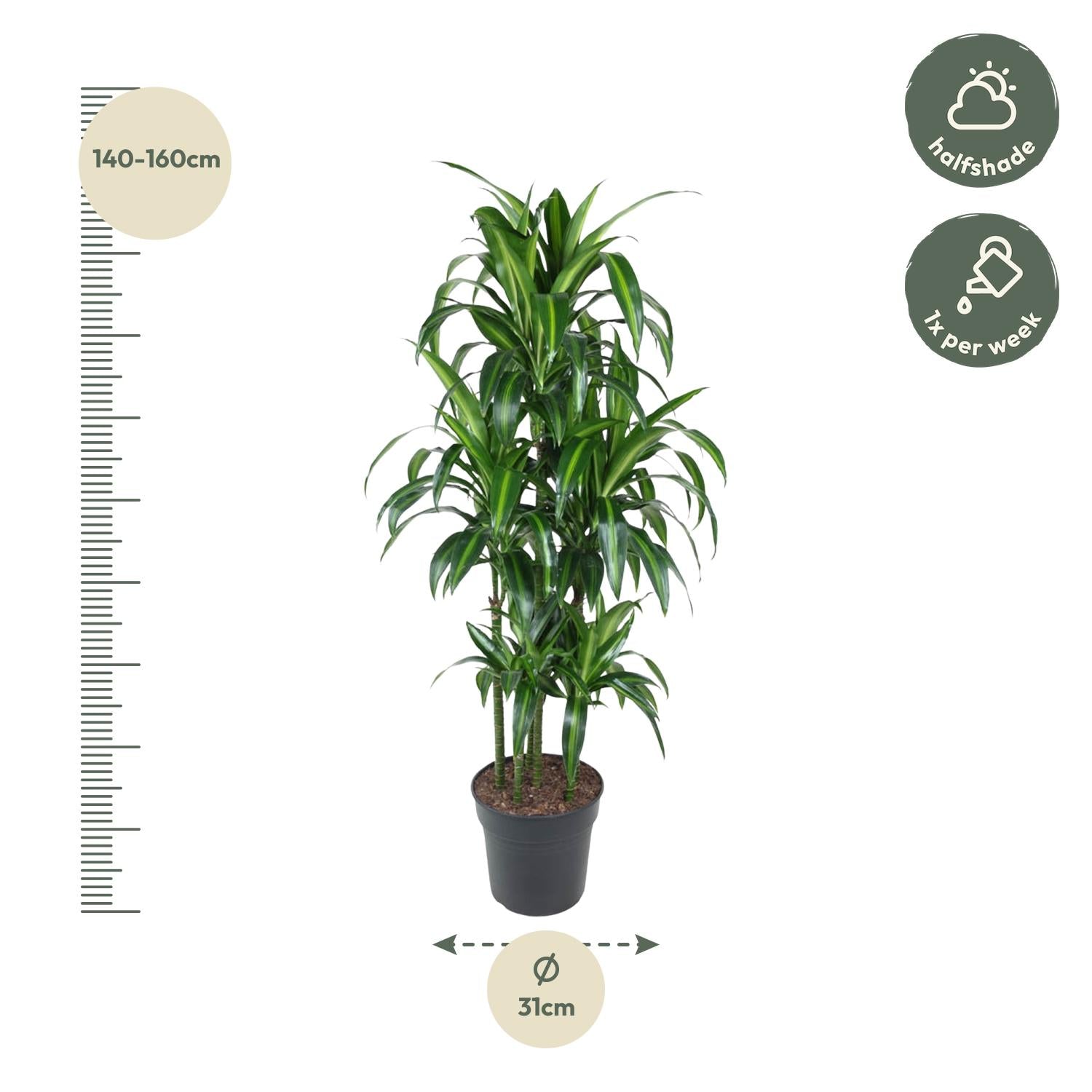 Dracaena Hawaiiana – Exotische Zimmerpflanze mit tropischem Flair