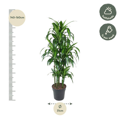 Dracaena Hawaiiana – Exotische Zimmerpflanze mit tropischem Flair