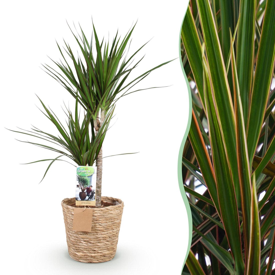 Dracaena Marginata - Drachenblutbaum mit Korb - Höhe 90-100cm