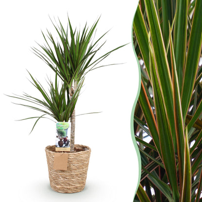 Dracaena Marginata - Drachenblutbaum mit Korb - Höhe 90-100cm