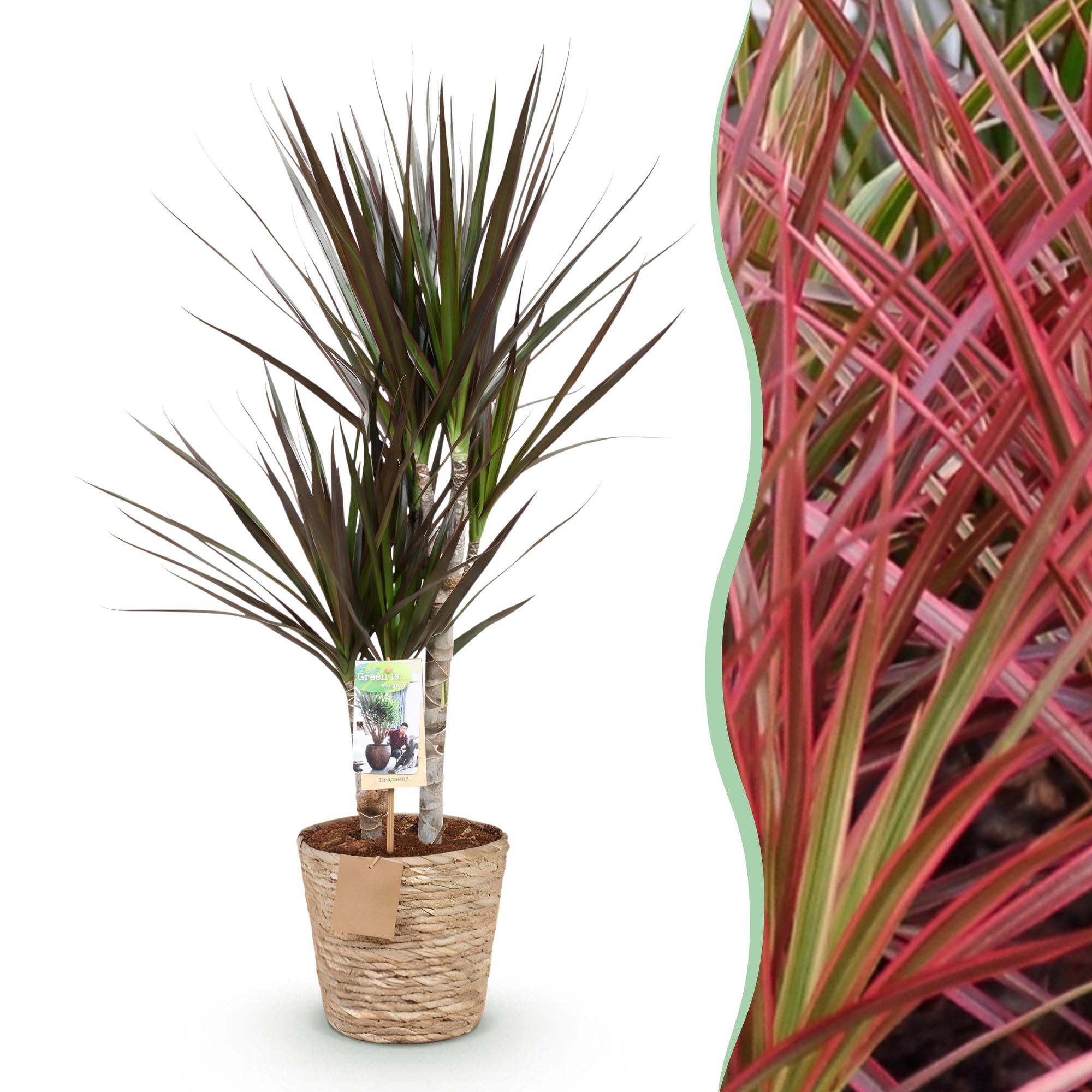 Dracaena Magenta - Drachenbaum mit Korb in verschiedenen Größen