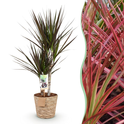 Dracaena Magenta - Drachenbaum mit Korb in verschiedenen Größen