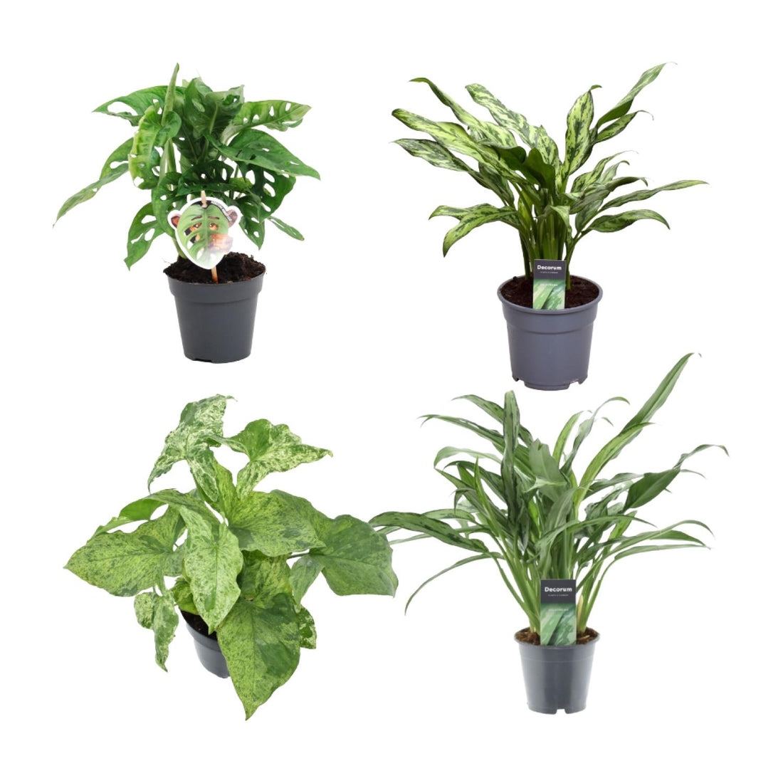Pflanzenmix 4er-Set – Monstera, Aglaonema &amp; Syngonium