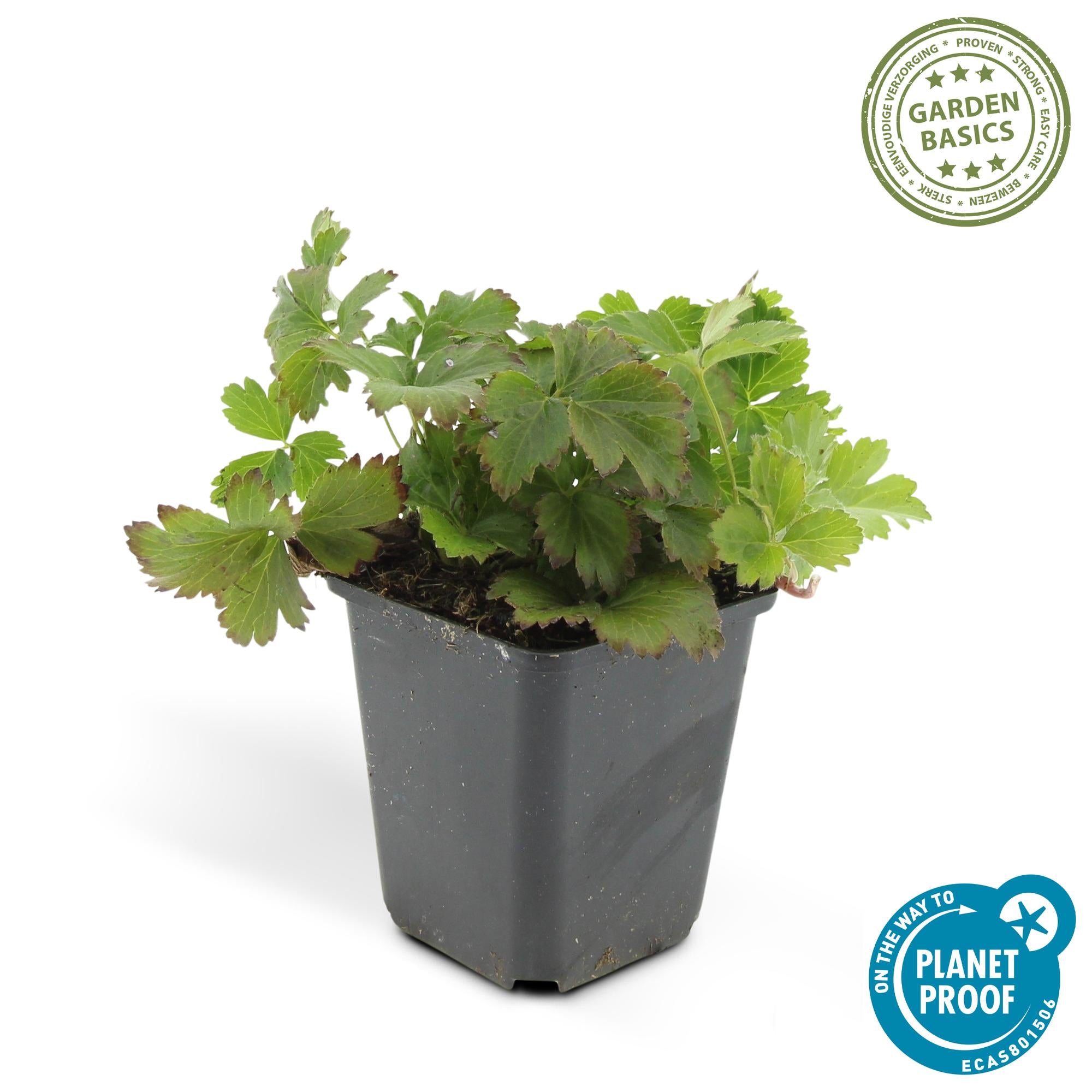 24x Waldsteinia ternata – Immergrüner Bodendecker für Beete &amp; Gehölzränder – Höhe 10–25 cm – Ø 9 cm
