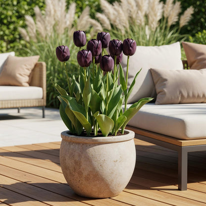 Blumenzwiebeln Tulpe Triumph Black | 15 Stück Dunkel-Lila – Zwiebelgröße 11/12 – XXL Pack