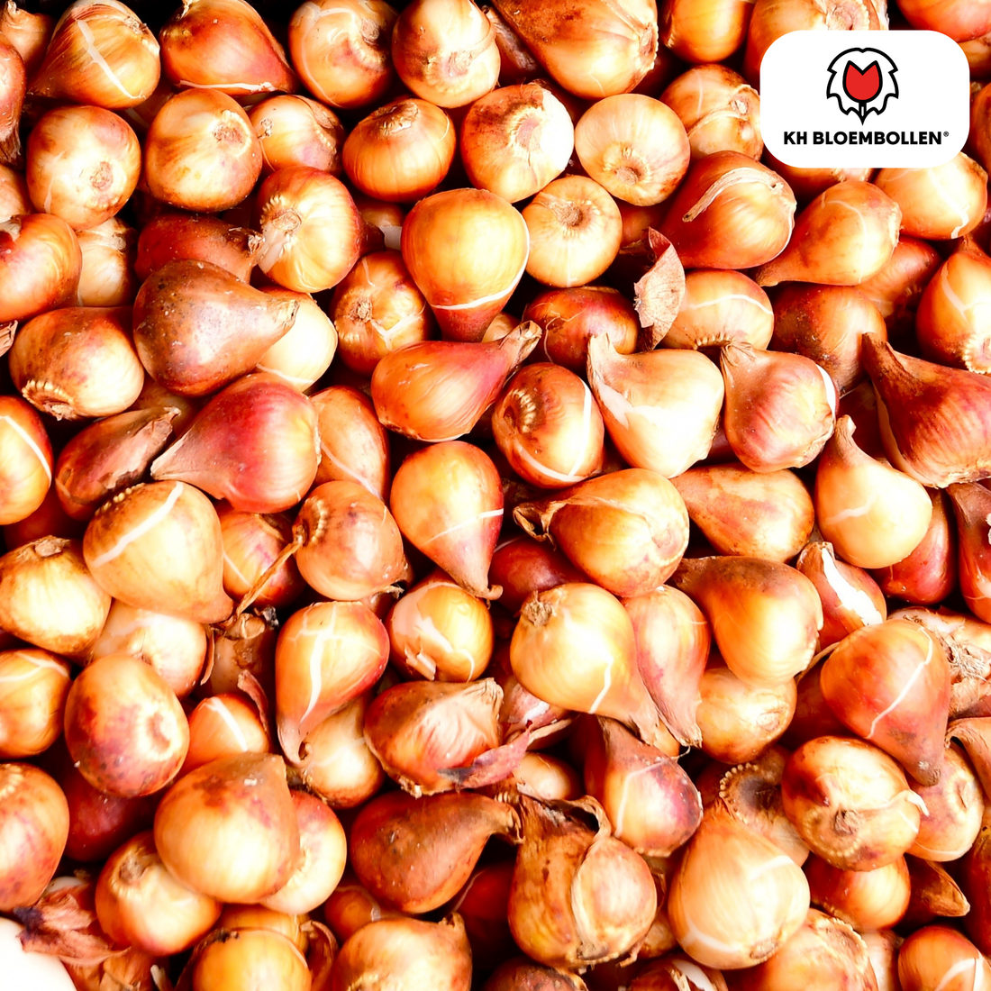Tulpenzwiebel Icon – 20er-Pack | Gefüllt &amp; orange