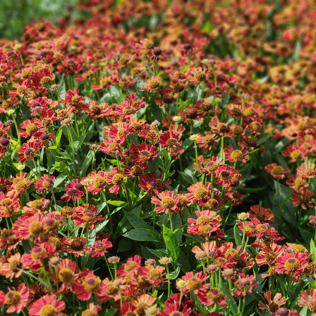 6x Helenium &