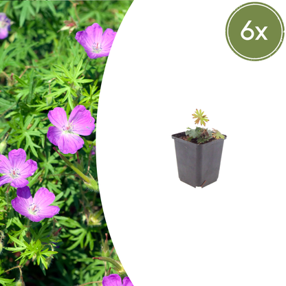 6x Geranium sanguineum - ↕10-25cm - Ø9cm