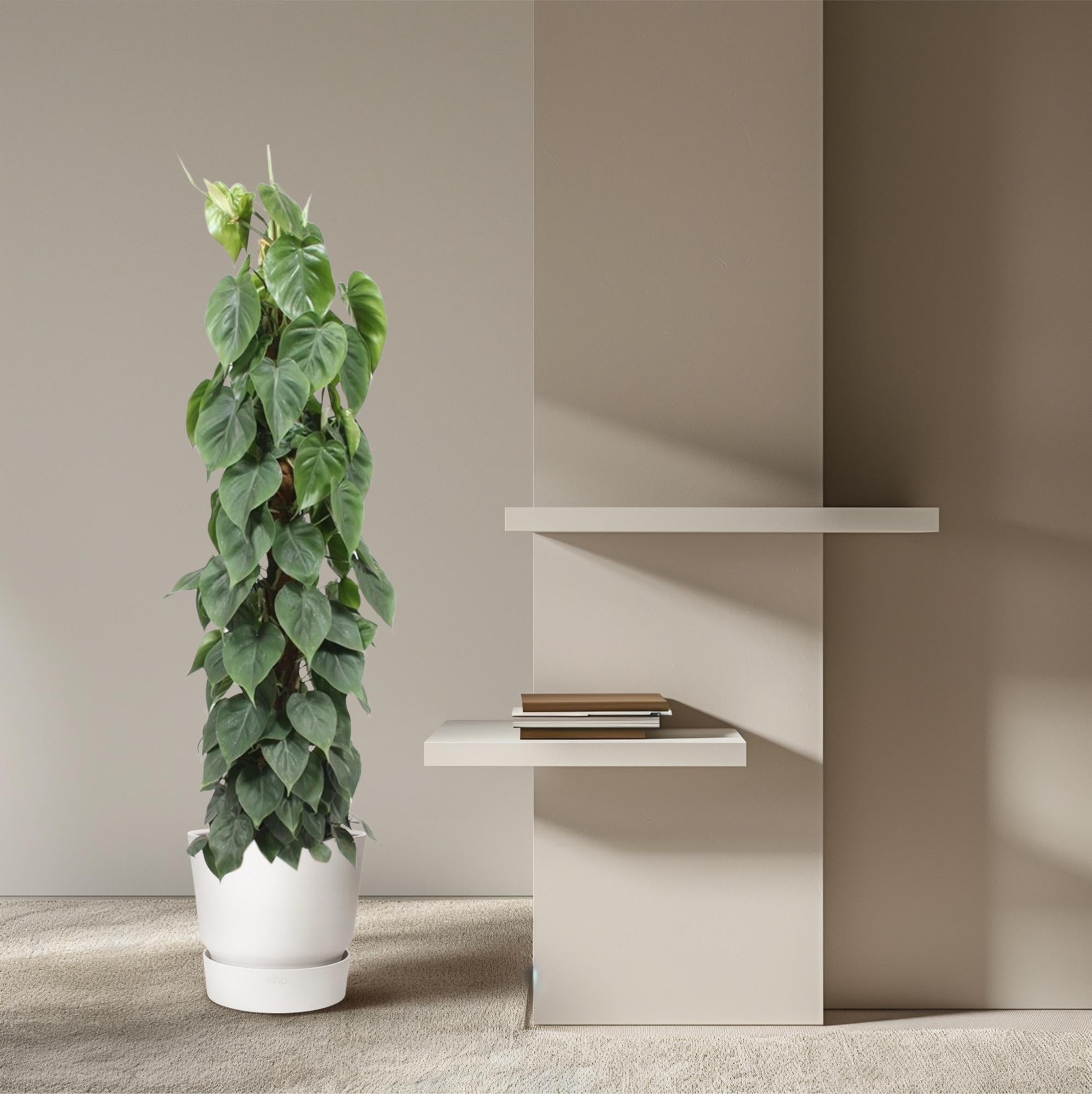 Philodendron scandens | Herzblatt-Philodendron – Pflegeleichte Kletter- &amp; Hängepflanze