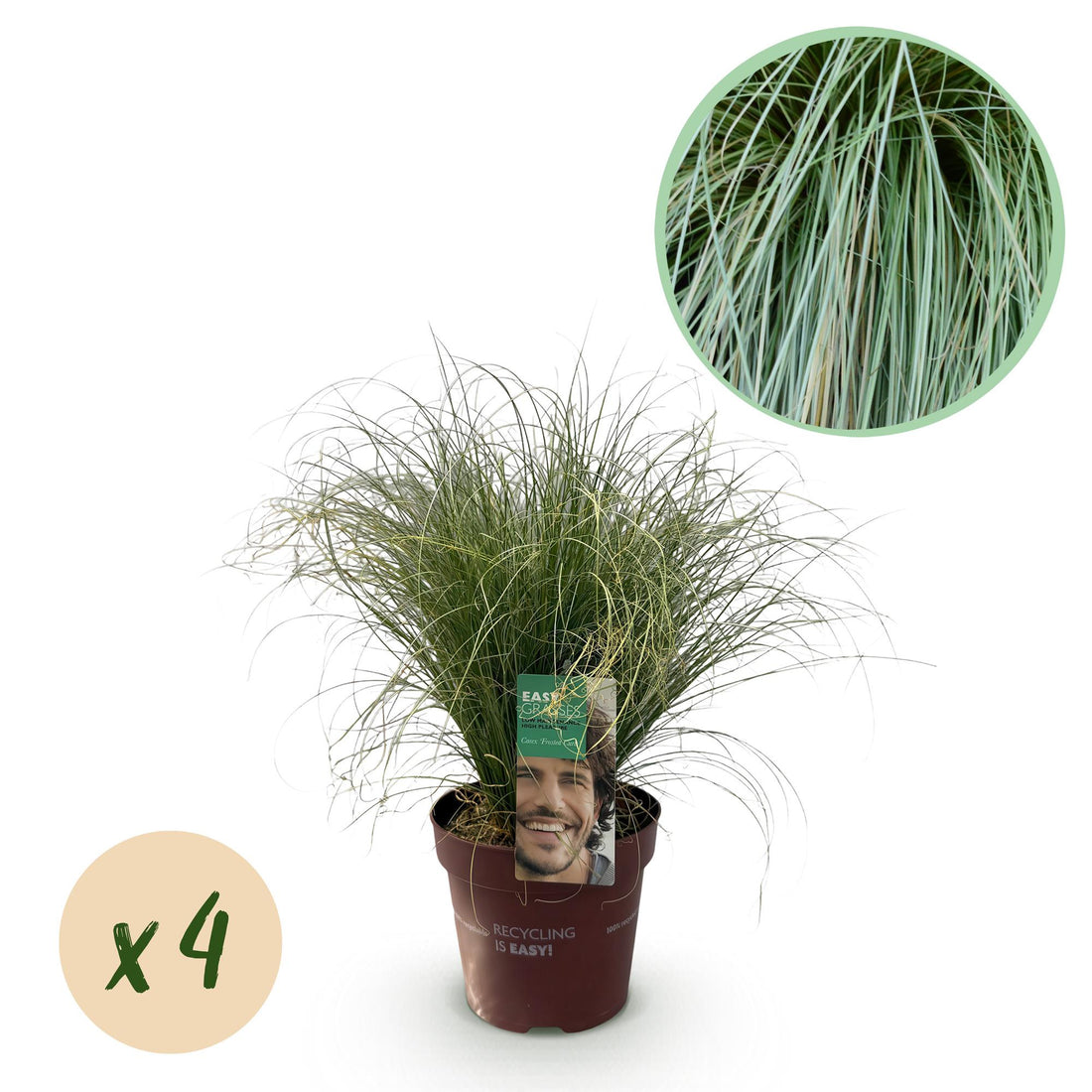 Carex &