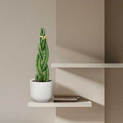 Sansevieria cylindrica ‘Twist’ – 40 cm Spiralen‑Bogenhanf