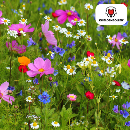 Wildblumensamenmischung – 100 g | Bienenfreundlich &amp; heimisch