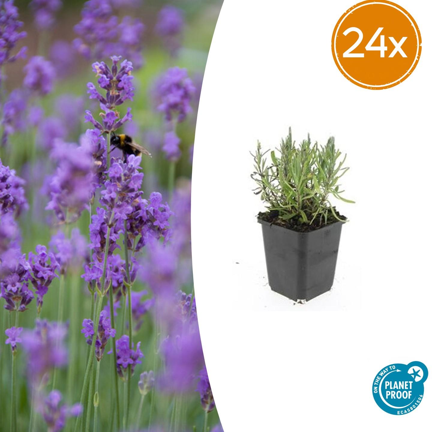 24x Lavandula ang. &