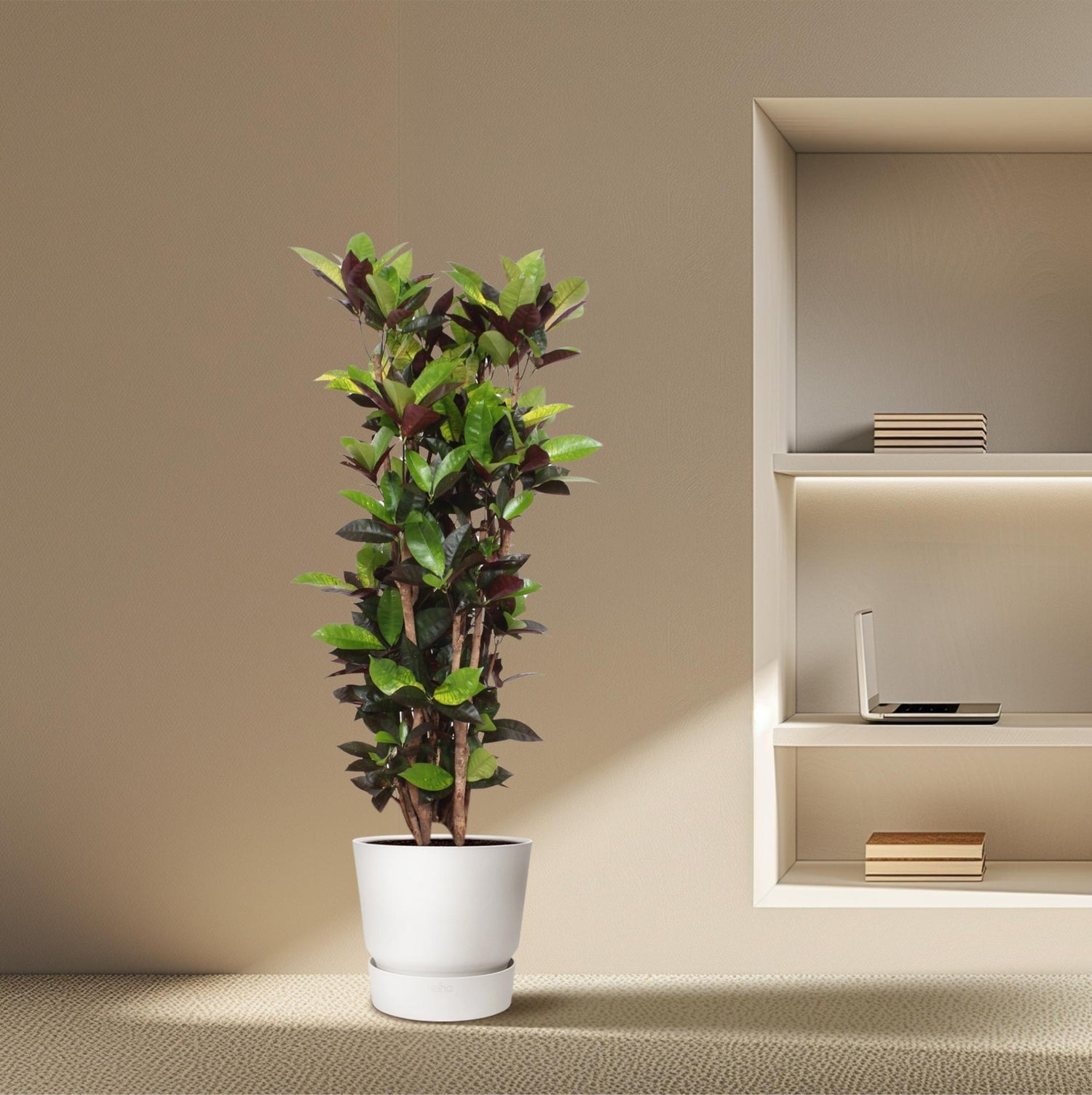 &quot;Wunderstrauch&quot; Codiaeum