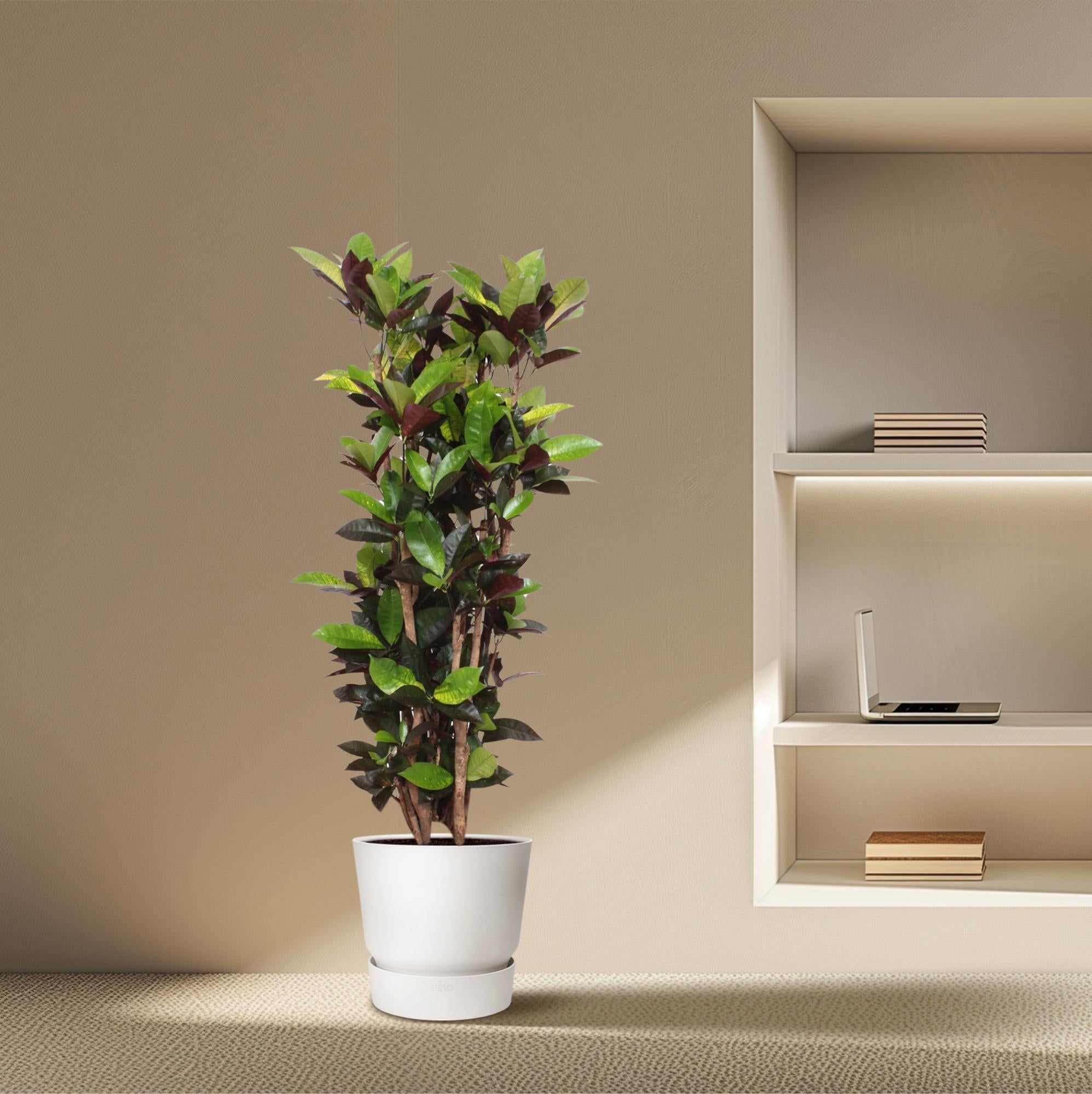&quot;Wunderstrauch&quot; Codiaeum