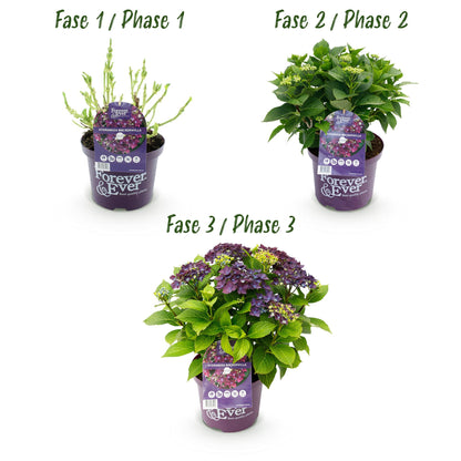 Balkon-Hortensie Forever &amp; Ever Lila – 2 Pflanzen – 7–12 Blüten – Ø23 cm Topf – Höhe ca. 55 cm