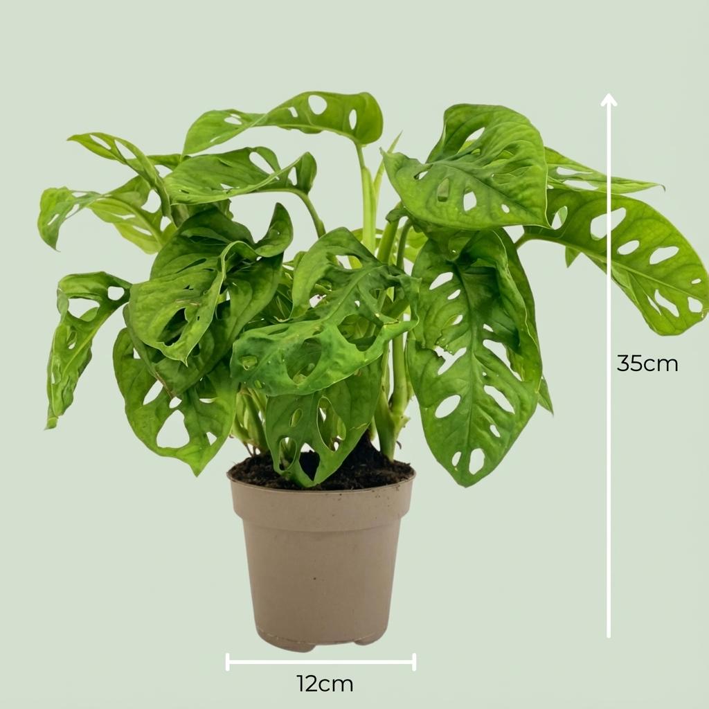 Monstera Adansonii Monkey Mask - Ø 12 cm - Höhe: 25-35cm