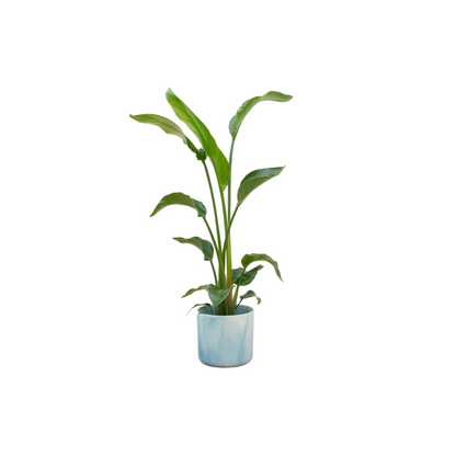 Strelitzia Nicolai 100cm mit Topf – Weißer Paradiesvogel für Ihr Zuhause