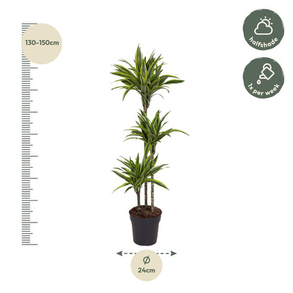 Dracaena Lemon Lime 130 - 150 cm – Pflegeleicht &amp; luftreinigend