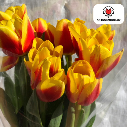 Tulpenzwiebeln Jan Seignette – 20er-Pack | Gefüllt &amp; feurig-orange