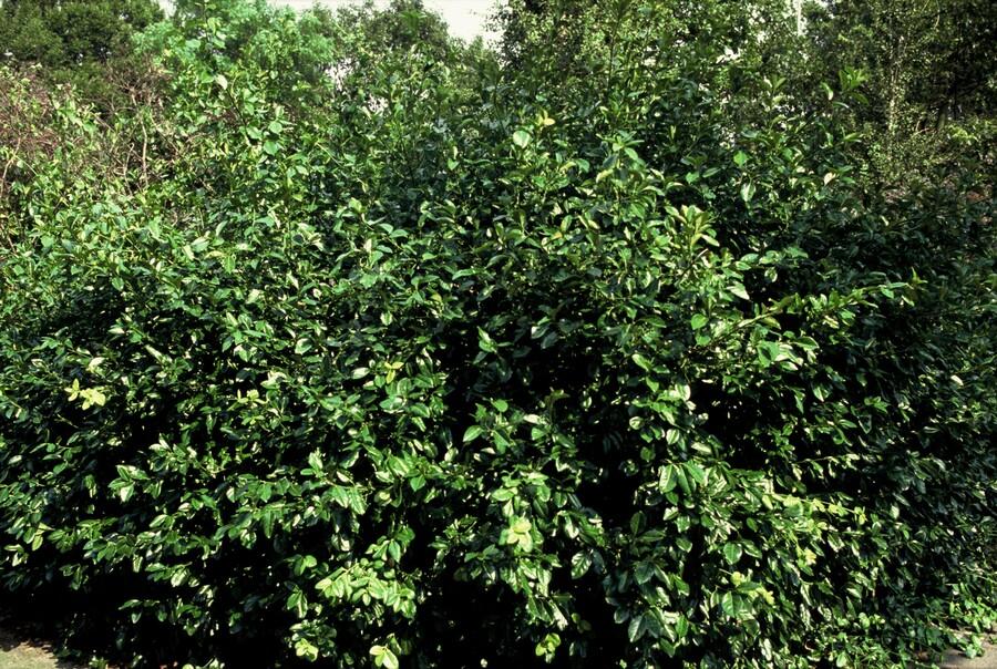 24x Euonymus fort. &