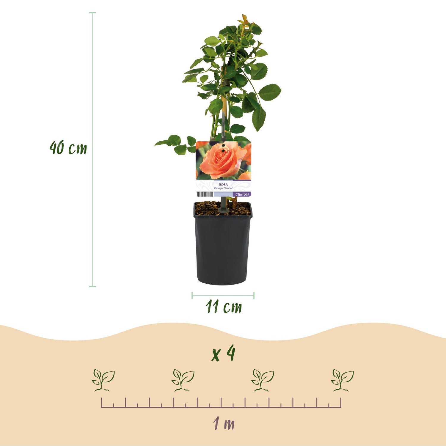 Kletterrose - Rosa Orange Climber - Blüte Orange - Wenig Pflege - 2 Pflanzen - Topf 11cm Höhe 40cm