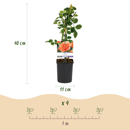 Kletterrose - Rosa Orange Climber - Blüte Orange - Wenig Pflege - 2 Pflanzen - Topf 11cm Höhe 40cm