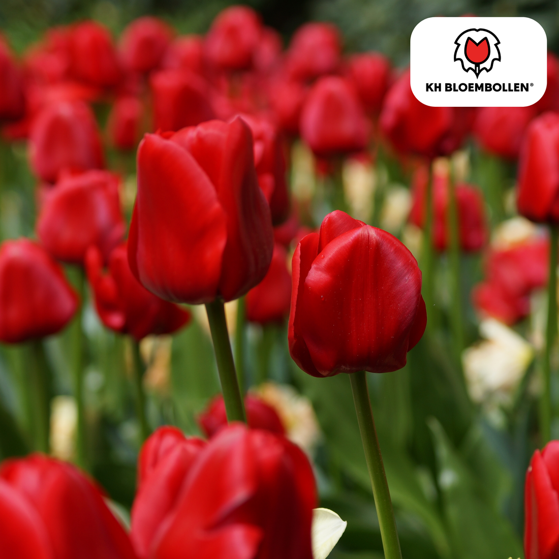 Tulpenzwiebeln Seadov – 20er-Pack | Klassisch Rot &amp; Frühblühend