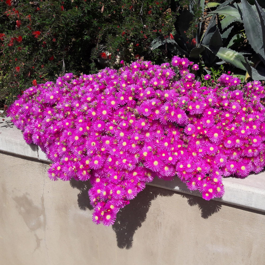 Bodendecker - Winterhart - Delosperma - 8 Pflanzen - Farben Rot - Gelb - Lila - Rosa - Wenig Pflege - Topf 14cm Höhe 17cm