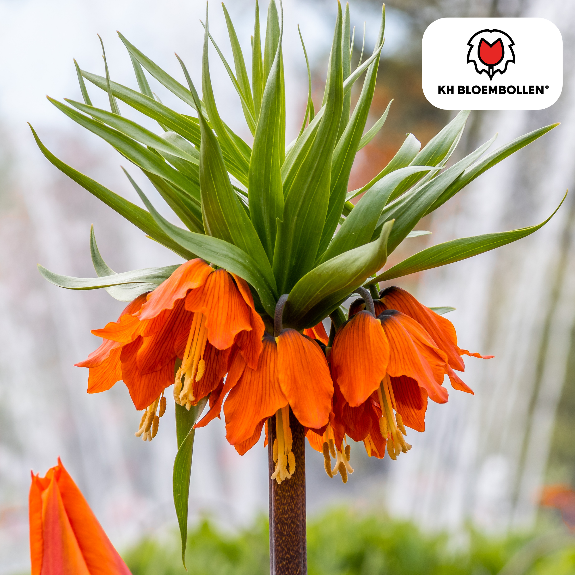 Fritillaria Imperialis Crown Rubra – 5 Stück | Rote Kaiserkrone