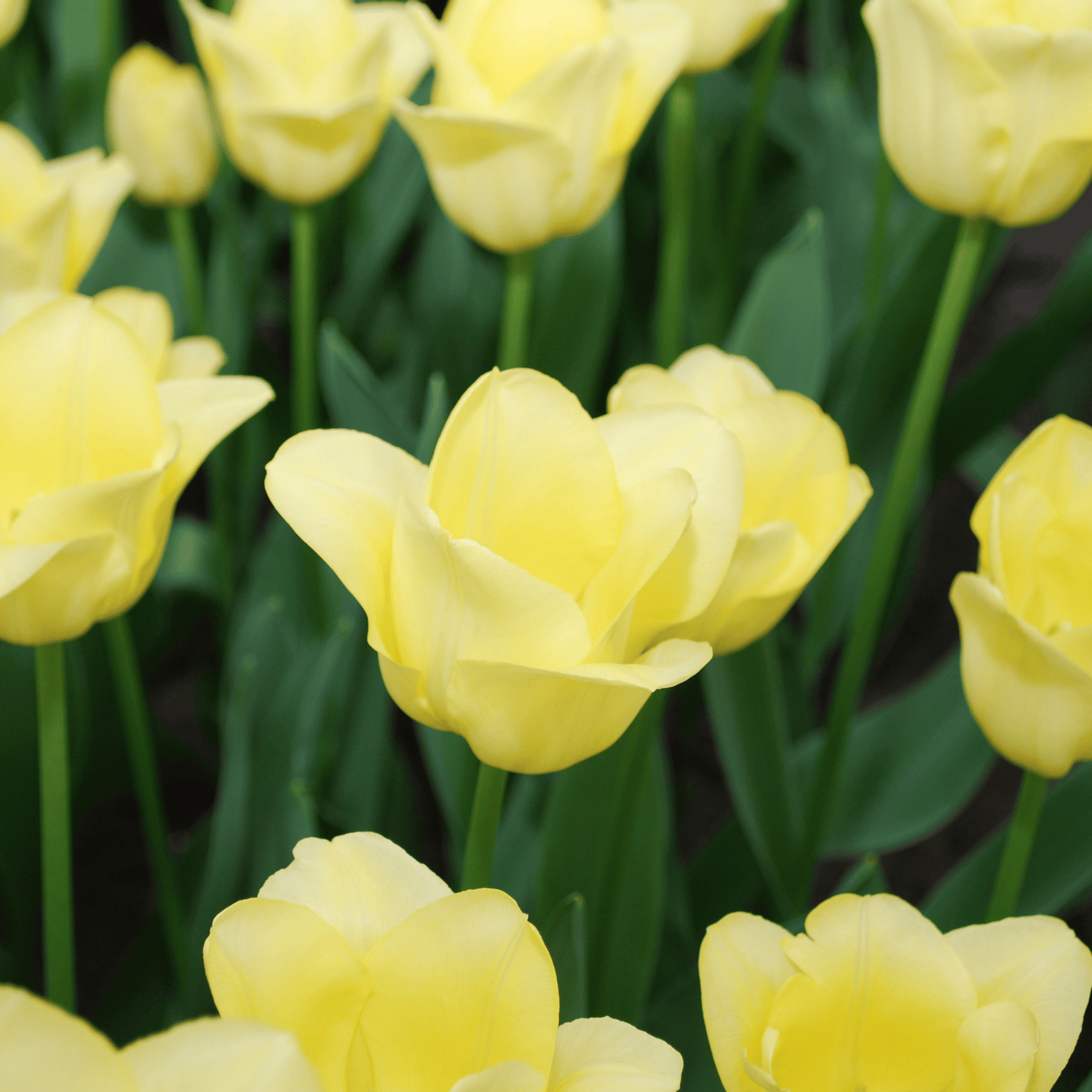 Tulpenzwiebeln World Friendship – 20er-Pack | Zartgelb &amp; harmonisch