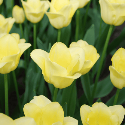 Tulpenzwiebeln World Friendship – 20er-Pack | Zartgelb &amp; harmonisch