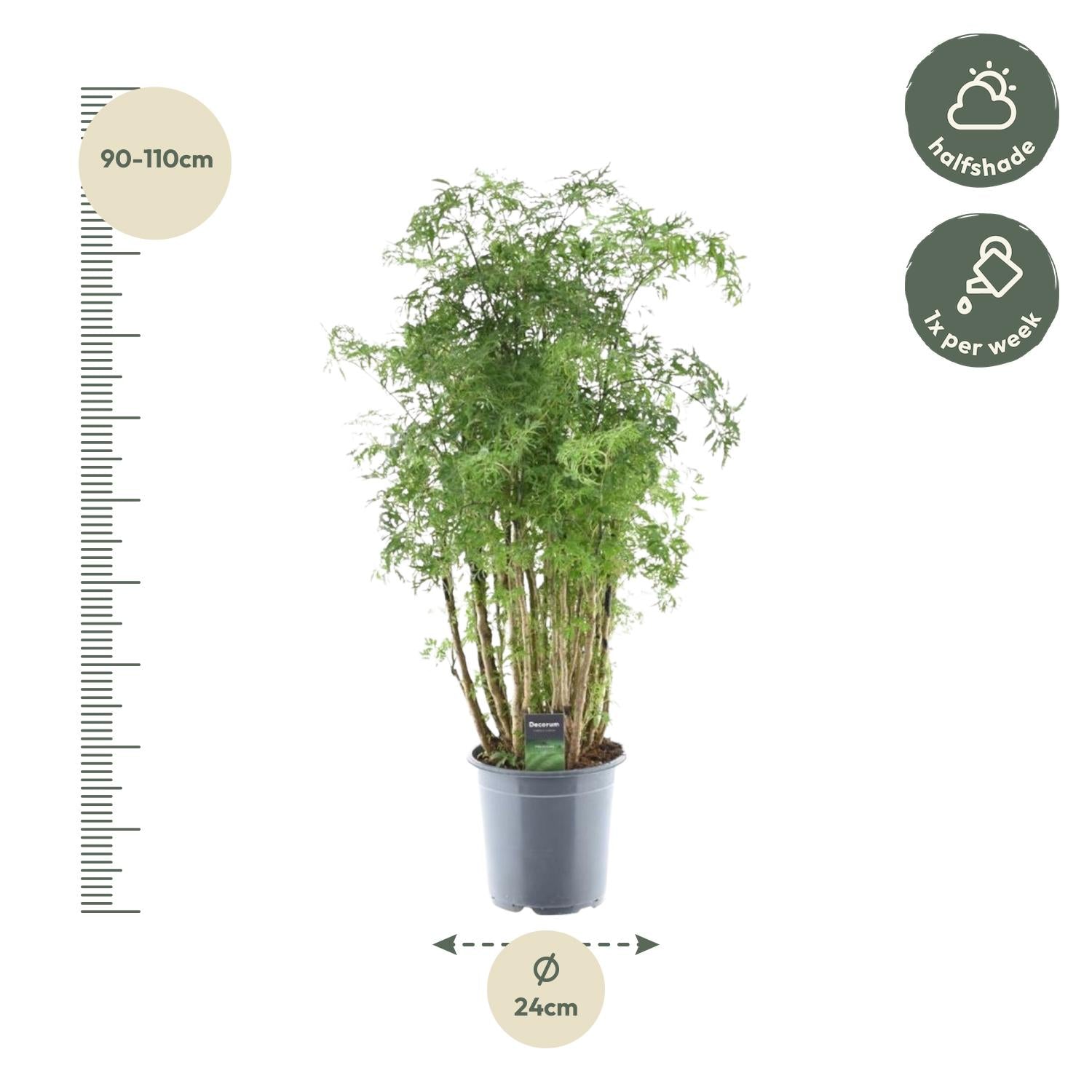 Polyscias Hawaiiana ‘Ming’ 90 cm | Exotische Aralie im Ø24 cm Topf – Immergrün &amp; Pflegeleicht