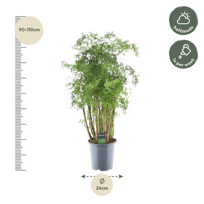Polyscias Hawaiiana ‘Ming’ 90 cm | Exotische Aralie im Ø24 cm Topf – Immergrün &amp; Pflegeleicht