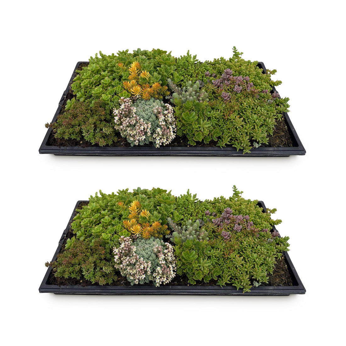 Bodendecker 2x Sedummatte | Winterhart &amp; pflegeleicht – 10 Sorten – 50×30 cm