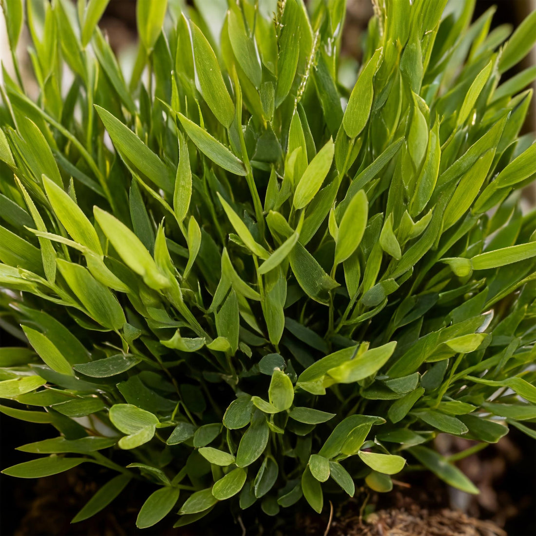 Bamusa Pogonatherum Monica - Bambusgras - Haustierfreundliche Pflanze  - 1 Pflanze - mit Topf Potter Weiß, Anthrazit oder im Korb - Topf 12cm - Höhe 20cm