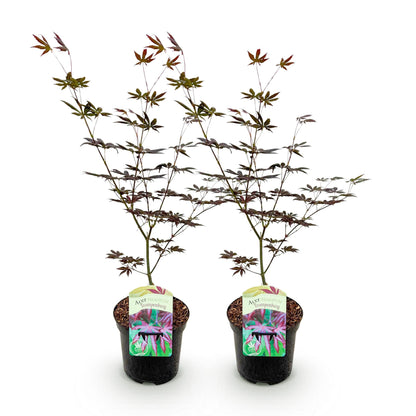 Japanischer Ahorn - Acer palmatum Trompenburg - Dunkel Lila - 2 Pflanzen - Laubabwerfend - Topf 19cm Höhe 70cm