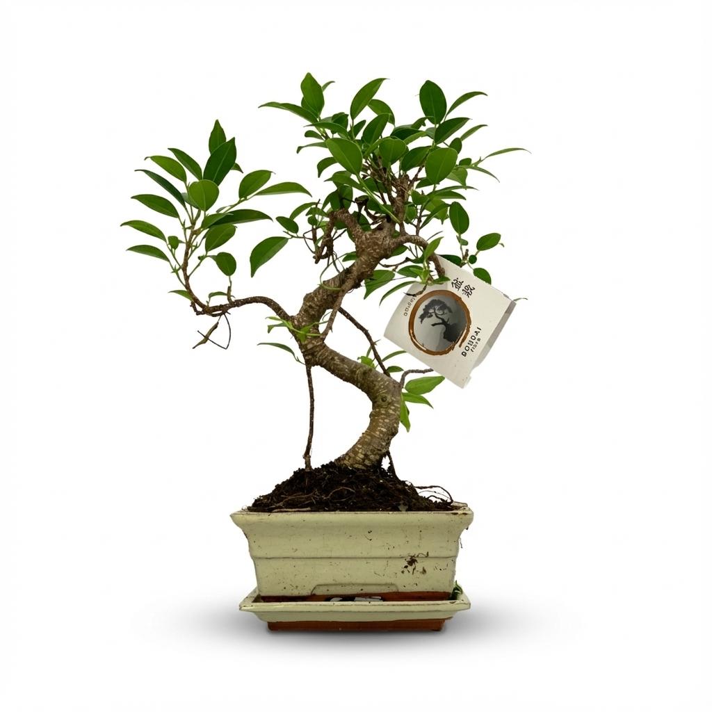 Bonsai S-Form Baum - Ø 15 cm - Höhe: 30-35 cm (Keramik-Mix)