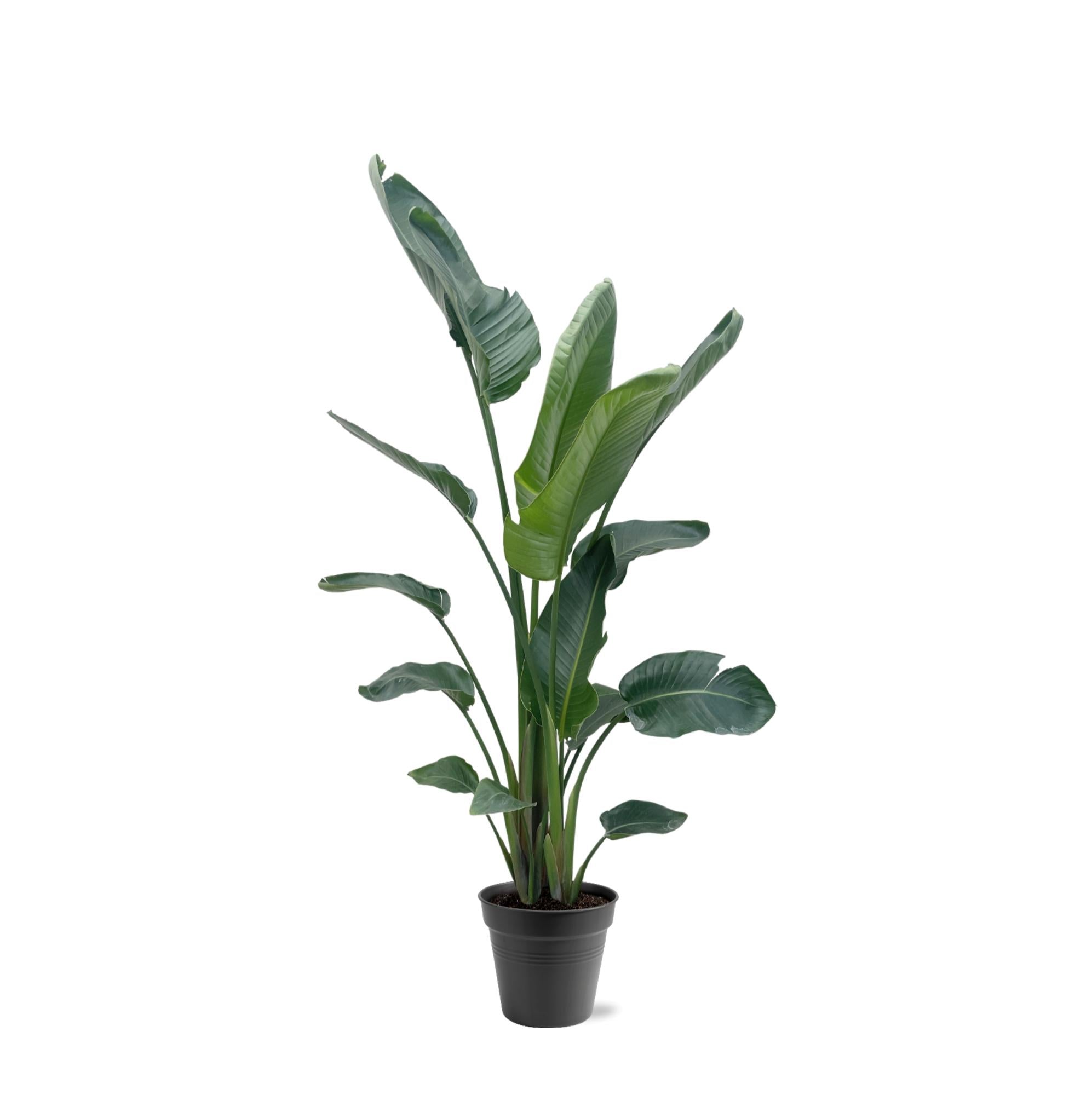 Strelitzia Augusta XL-XXXL – Exotischer Weißer Paradiesvogel