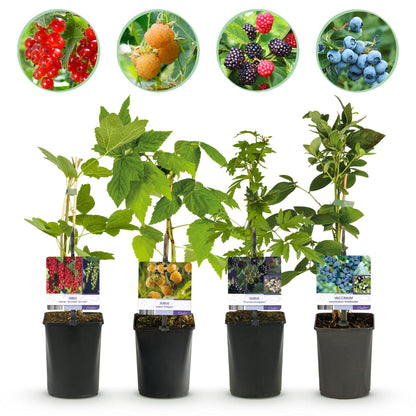 Obstpflanzenmix - Rote Beere, Gelbe Himbeere, Schwarze Brombeere, Blaubeere - 4 Pflanzen - Topf 11cm Höhe 40cm