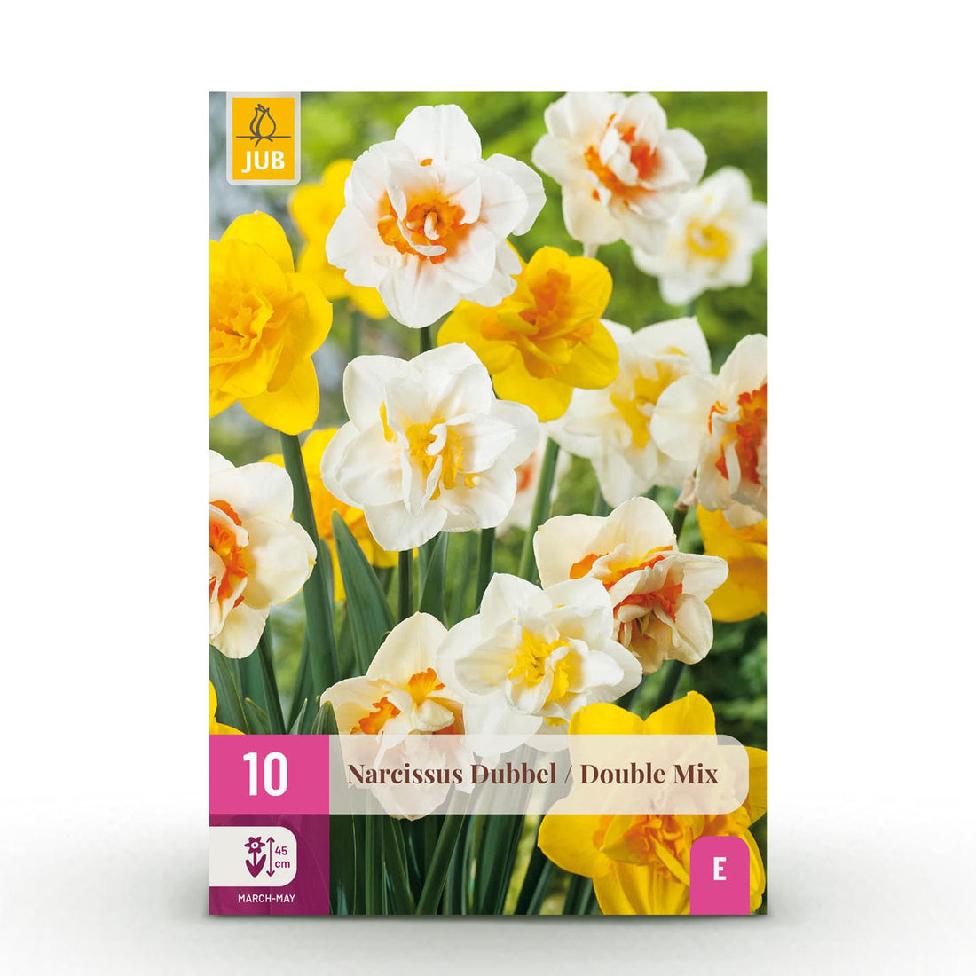 Blumenzwiebeln Narzissen Double Mix | 10 Stück Gelb &amp; Weiß – Zwiebelgröße 12/14 – XXL Pack