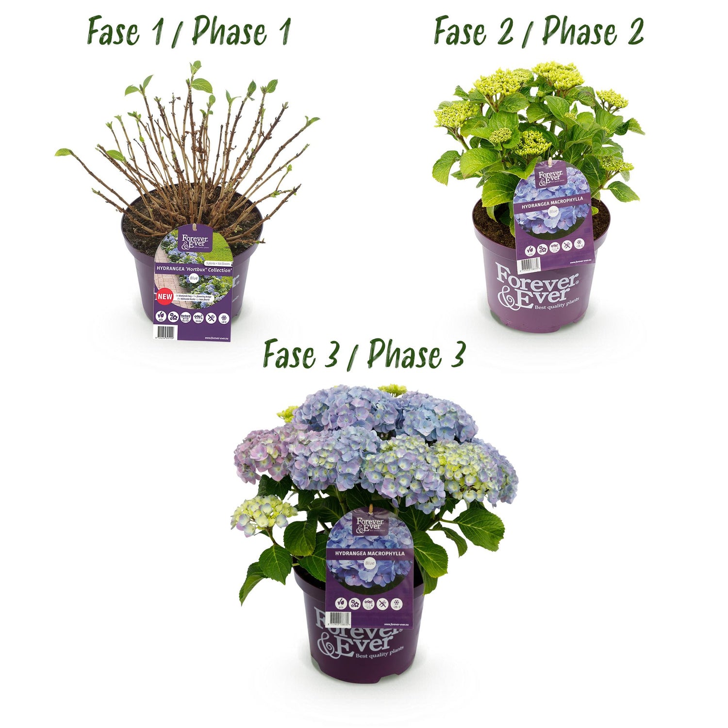 Hortensie - Hydrangea Forever &amp; Ever - Blau - 7-12 Blumen - Topf 23cm Höhe 55cm