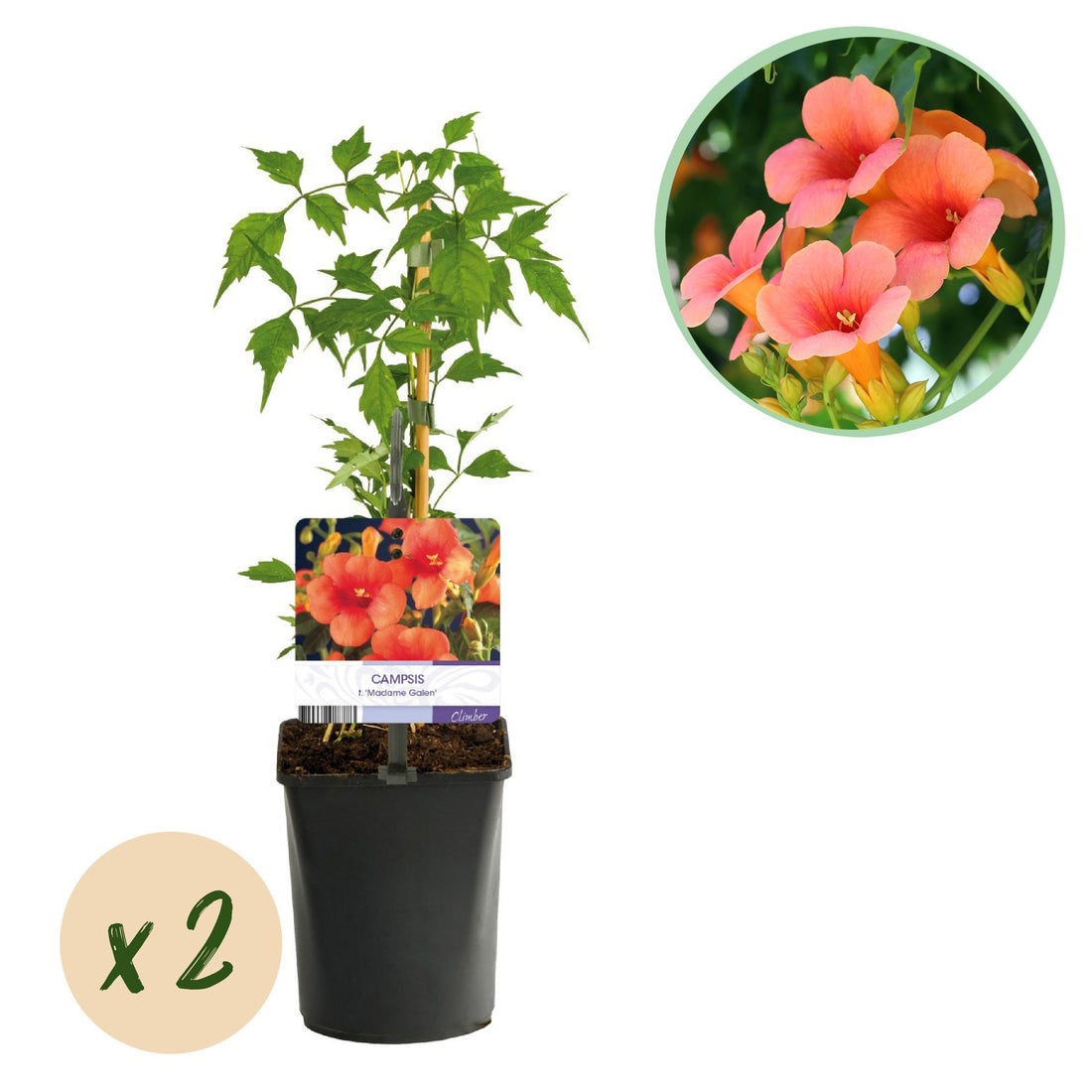 Trompetblume - Campsis radicans Madame Galen - Blüte Orange - Wenig Pflege - 2 Pflanzen - Topf 11cm Höhe 40cm