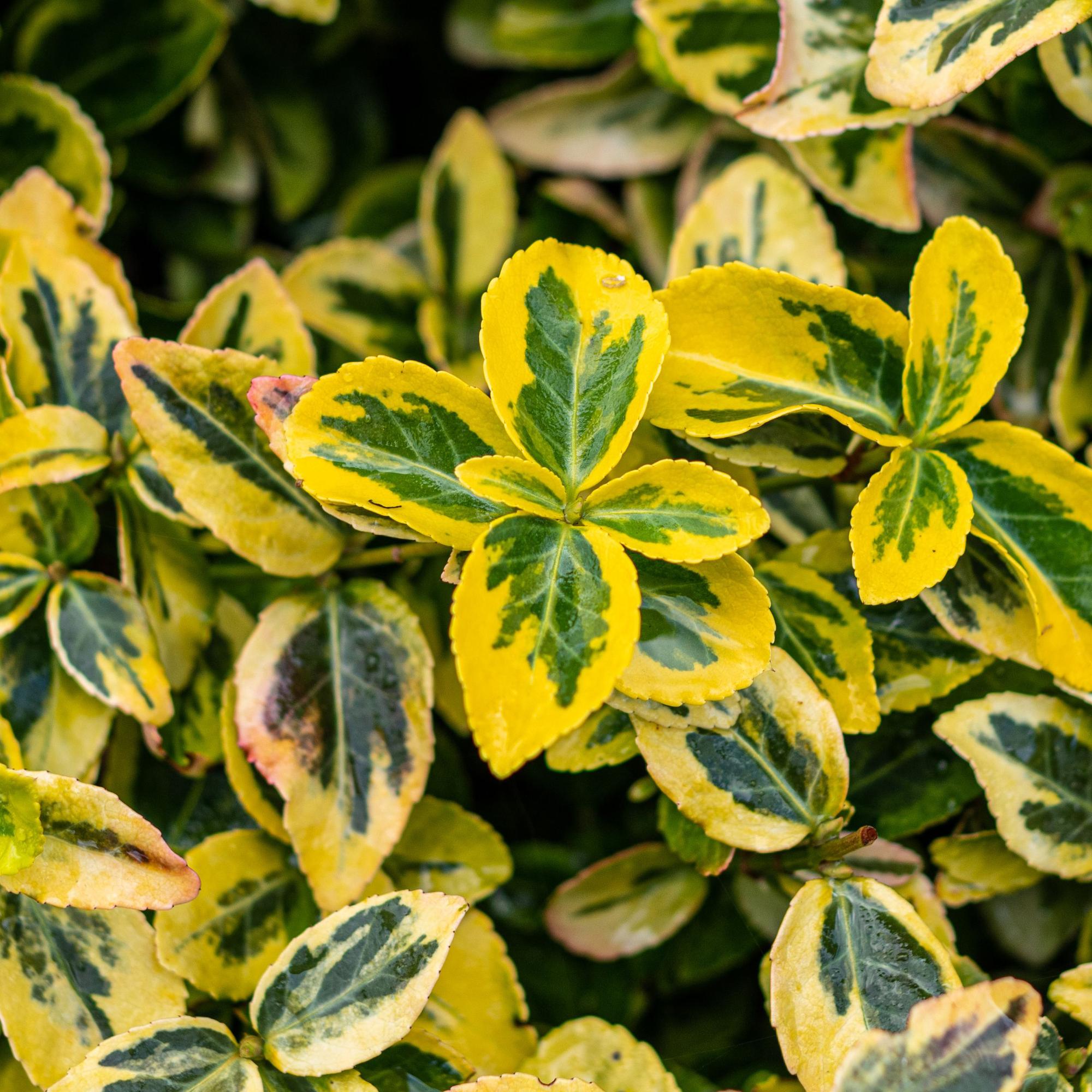 Euonymus fortunei Emerald n Gold - Terrassen Pflanze - Immergrün - Winterhart - Grün-Gelbe Blätter - Topf 19cm Höhe 90cm