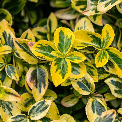 Euonymus fortunei Emerald n Gold - Terrassen Pflanze - Immergrün - Winterhart - Grün-Gelbe Blätter - Topf 19cm Höhe 90cm