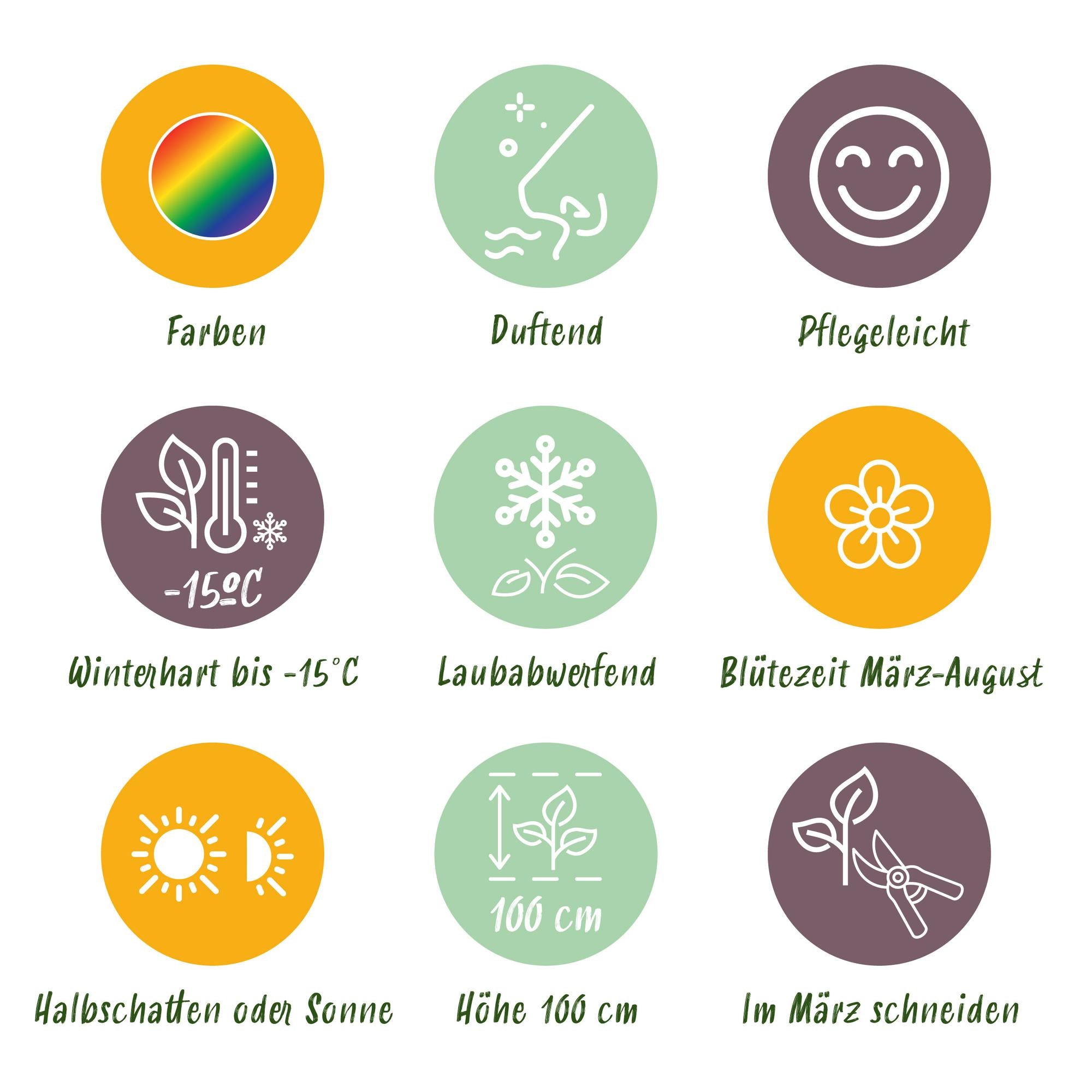 Stauden Packet - Duftend - 24 Stauden - Für 3 m2 - Verschiedene Farben - Wenig Pflege - Topf 11cm