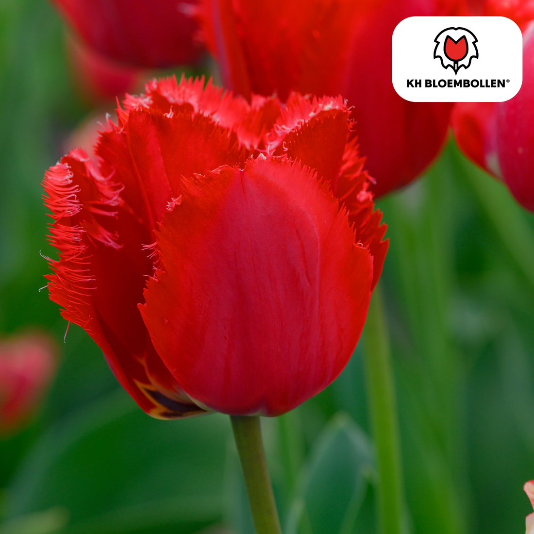 Tulpenzwiebeln Masterpeace – 20er-Pack | Intensiv &amp; edel