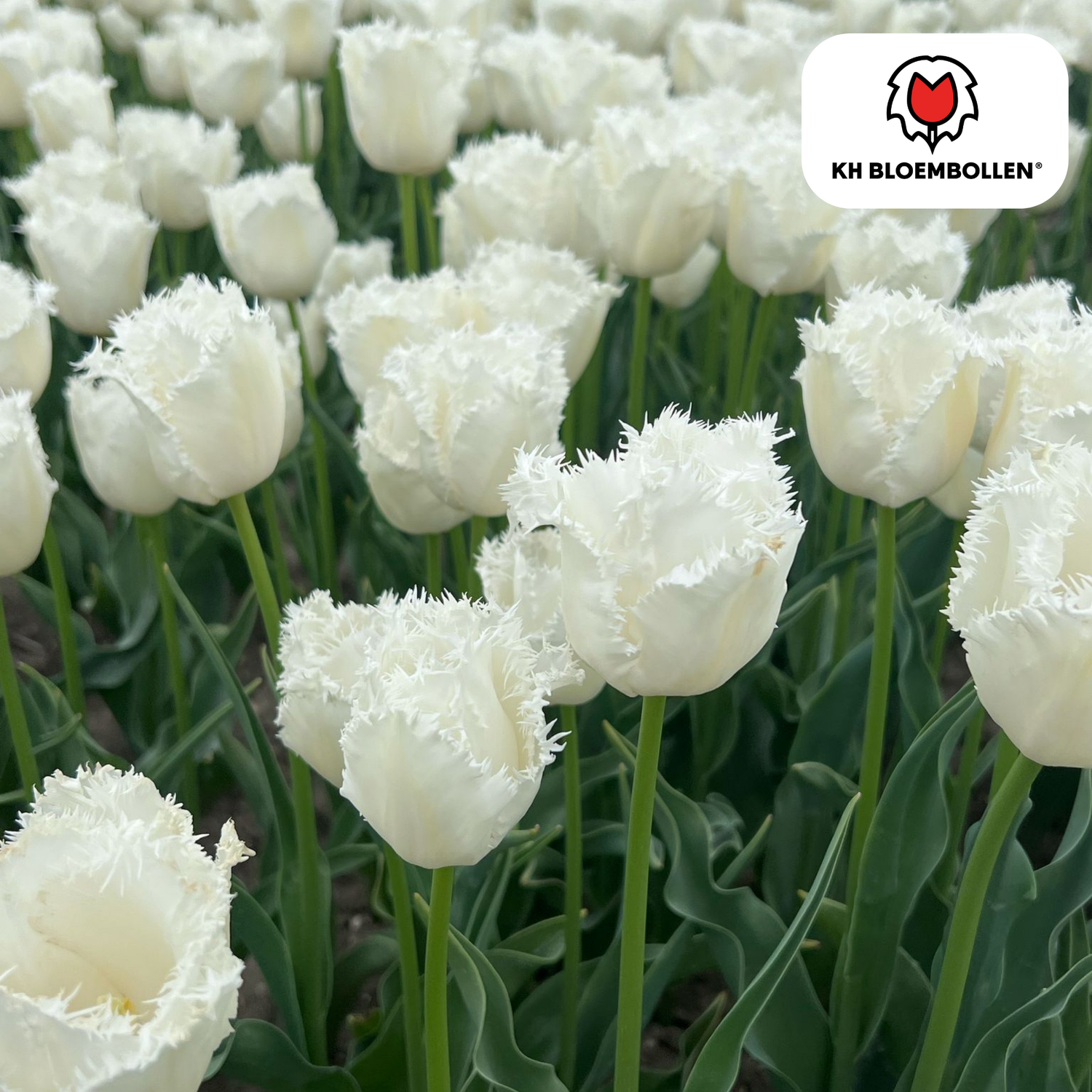 Tulpenzwiebeln Honeymoon | 20er-Pack | Weiß gefüllt