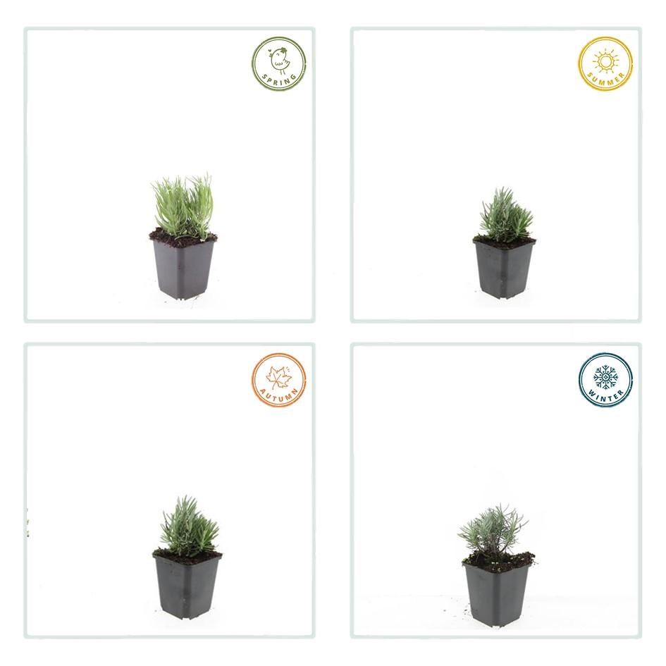 24x Lavandula ang. &