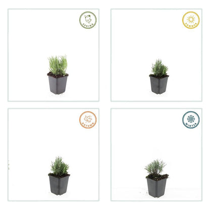 24x Lavandula ang. &